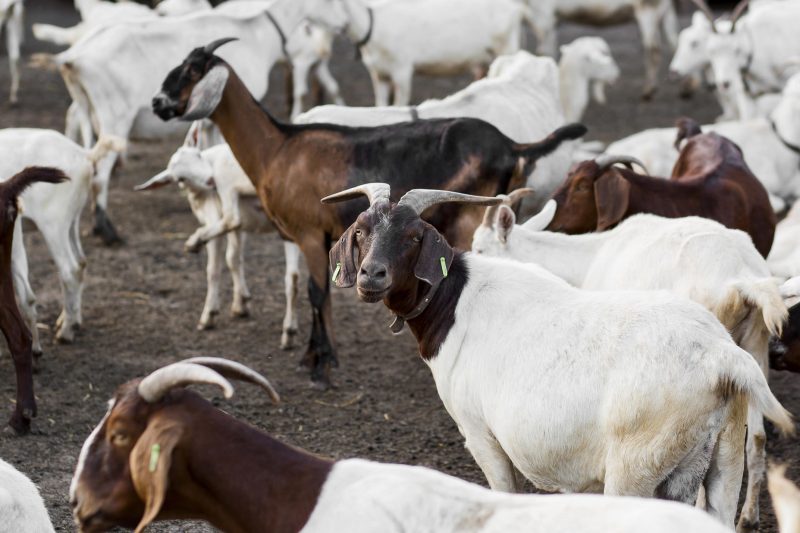 IRAJI Farm With Goats